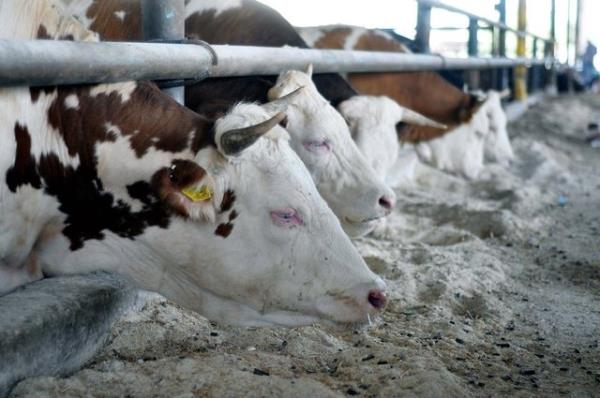 Bu, kurbann shhatine engel tekil etmez. Fakat kredi almas durumunda faiz deyecekse, faiz verme yasan iledii iin gnaha girmi olur. Maddi durumu iyi olmayan kiinin byle yntemlere bavurmas yerine kurban kesmemesi daha uygundur.