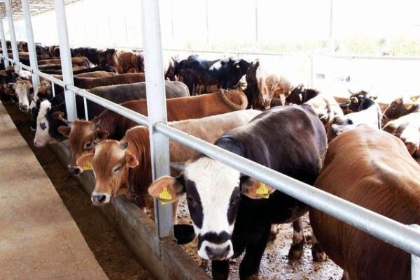 Bu itibarla aile fertlerinden kar, koca ve yetikin ocuklardan kimin borcu ve temel ihtiyalar dnda 80.18 gr. altn veya bu miktar altn deerinde paras veya artc olmasa bile nisaba ulaan fazla mal ve eyas varsa o kimse zengin saylr.