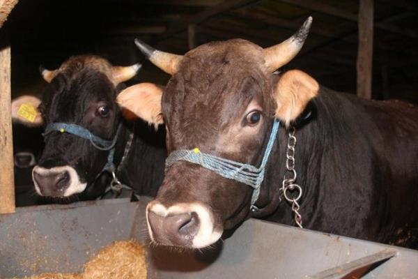 Ancak kurbann derisi, bir yoksula veya hayr kurumuna balanabilecei gibi, evde namazlk ve benzeri ev eyas yaplarak kullanlmasnda da bir saknca yoktur.