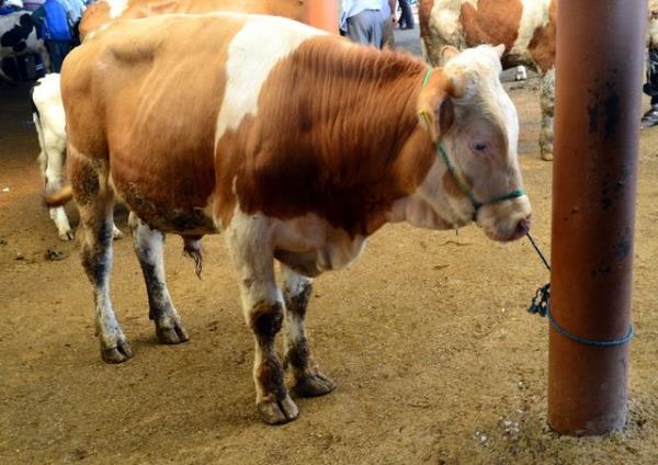 nk kendisine vacip olan kurban kesmi deildir. Fakat yoksulsa yenisini almasna gerek yoktur. nk yoksula kurban vacip deildir. Ald hayvan lnce vcbiyet der ve yenisini almak gerekmez.