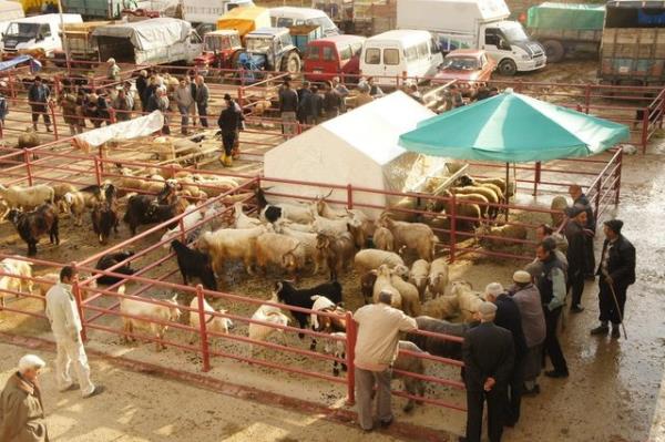 <br><b>Satn alnan kurbanln lmesi durumunda ne yaplmaldr?</b></br>  Satn alnan kurbanln kesilmeden nce lmesi halinde satn alan kiinin ekonomik durumuna gre farkl hkm uygulanr. ayet kii varlkl ise, yenisini alp onu keser.