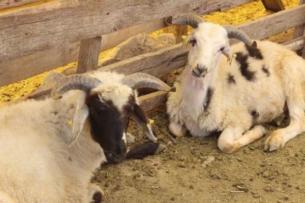 <br><b>Kula kesik veya delinmi hayvanlar kurban olur mu? </b></br>  Bir hayvann kurban edilebilmesi iin, o hayvanda insanlar arasnda kusur saylan ayplardan birinin bulunmamas gerekir.
