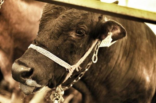 <br><b>Ailede zengin olan kar-kocadan her birinin ayr ayr kurban kesmesi gerekir mi? </b></br>  badetlerde sorumluluk ve bu sorumluluun bir neticesi olan ceza ve mkfat da bireyseldir.