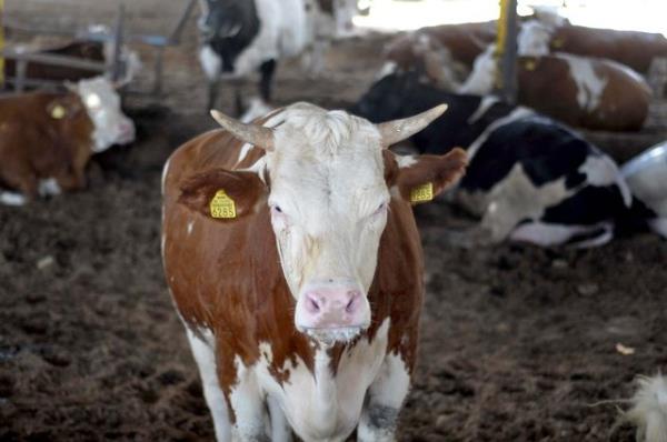 <br><b>Gebe hayvann kurban edilmesi caiz midir? </b></br>  Karnnda yavrusu bulunan hayvanlarn kurban olarak da etlik olarak da kesilmesi uygun deildir.