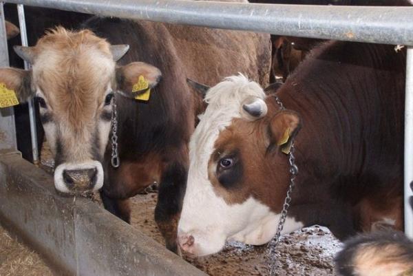 <br><b>Kurban kesmek yerine sadaka vermekle bu ibadet yerine getirilmi olur mu?</b></br>  badetlerin; ekil, art ve rknleri olduu gibi hikmetleri, amalar ve teri gerekeleri de vardr.