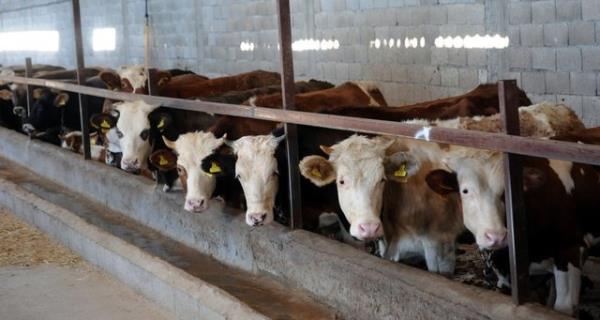 Hz. Peygamber, kurbanlklarn gz ve kulaklarnn salam olmasna dikkat edilmesini istemitir. Buna gre, kulann yardan fazlas kesik olan hayvan, kurban olmaya elverili deildir.