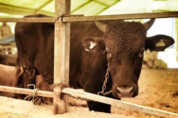 Kurbann veya baka bir amala kesilen bir hayvann yenilmeyen ksmlarn topraa gmmek, salk ve evreyi temiz tutuma asndan ncelikli olmakla beraber evreyi kirletmemek kaydyla, kedi ve kpek gibi hayvanlara da verilebilir.