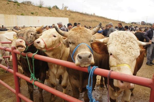 Ancak kurban etinden kesim iini yapan kiinin creti verilemez. nk verildii takdirde, kurban ibadetini yerine getirmek iin gerekli maddi klfetin bir ksm bizzat ibadetin kendisi zerinden karlanm olur.