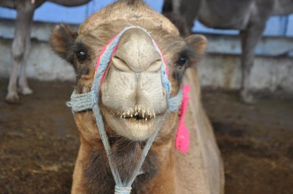 <br><b>Kurbanlk hayvan elektrik veya narkozla bayltarak kesmek caiz midir?</b></br>  Dinimiz, insan veya hayvan fark gzetmeksizin tm canllara iyi davranlmasn, ldrlrken bile eziyet vermeden ldrlmesini emretmitir.