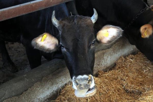 Bu balamda bedelin kredi kartyla denmesi kurbann shhatine engel tekil etmez. Ancak kredi kart borcunu, deme tarihinde demek ve gecikmeden kaynaklanan faizli ileme dmemek gerekir.