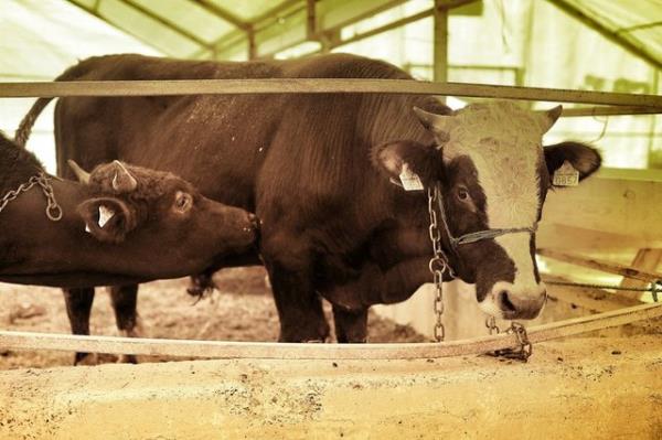 Buna gre kurban derilerinin para karlnda satlmas, kurbann kesimi veya bakm iin cret olarak verilmesi caiz deildir. Derinin satlmas halinde bedelinin yoksullara verilmesi gerekir.