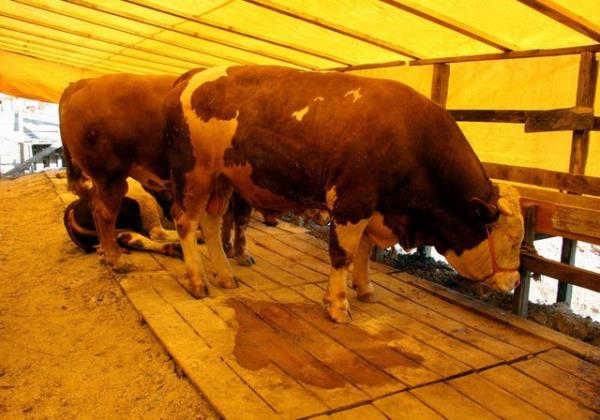 Bu artlara gre aile fertlerinden dinen zengin saylan her biri, ftr sadakas vermekle mkellef olduklar gibi, kurban bayramnda da Haneflere gre kurban kesmekle ykmldrler.