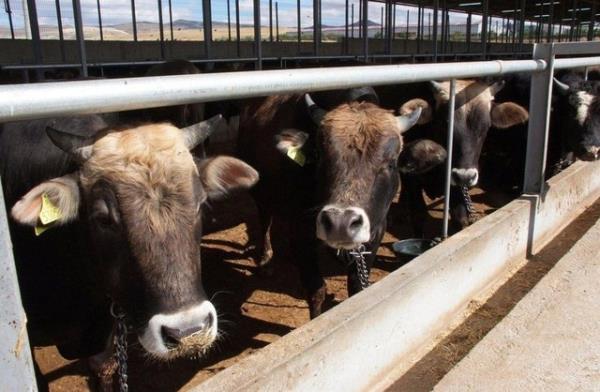 Bu ekilde yaplan bir kesim srasnda, hayvann omuriliinin kesilmesi mekruhtur. Bu konuda etlik kesim ile kurbanlk kesim arasnda bir fark yoktur.