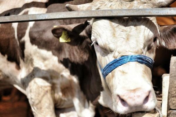 Buna gre kurbana fazla eziyet vermemek (lm acsn azaltmak) maksadyla, kesim esnasnda hayvann elektrik oku, narkoz veya benzeri bir yntemle bayltlarak kesilmesi caizdir. Ancak hayvann bayltldktan sonra lmeden boazndan kesilmesi gerekir.