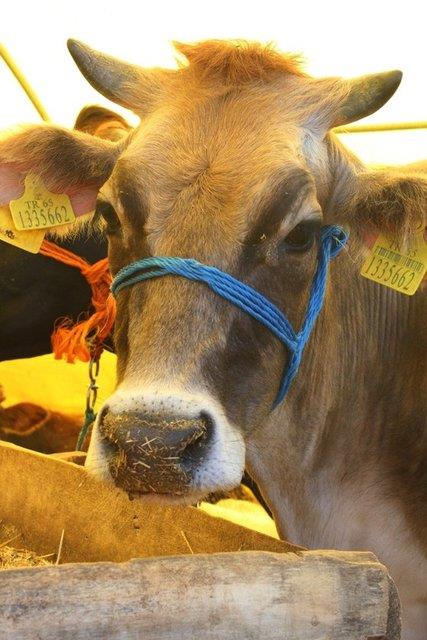 Ailenin fakir olmas durumunda etin tamam da evde braklabilir. Ancak durumu iyi olan Mslmanlarn, toplumda muhtalarn artt bir dnemde kurban etlerinin ounluunu hatta tamamn datmalar uygun olur.