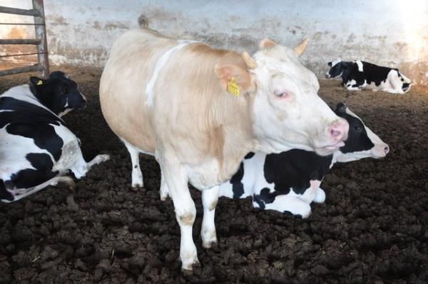 Kurban ibadeti ancak kurban olacak hayvann usulne uygun olarak kesilmesiyle yerine getirilebilir. Bedelini infak etmek suretiyle, kurban ibadeti yerine getirilmi olmaz.