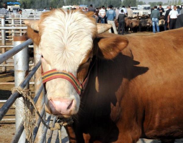 Hayvan henz kesilmeden, ok etkisiyle lrse, kurban olmayaca gibi, eti de yenmez. Zira kurbanlk veya etlik hayvann yenilmesinin caiz olabilmesi iin kesim esnasnda hayvann canl olmas gerekir.