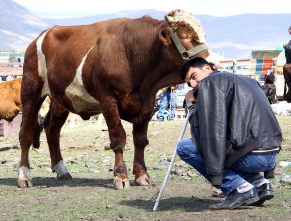Rivayete gre: "Raslllah, develer kesilirken banda durmam, derilerini ve srtlarndaki ullarn yoksullara paylatrmam emretti ve onlardan herhangi bir eyi kasap creti olarak vermeyi bana yasaklad ve kasap cretini biz kendimiz veririz" buyurdu