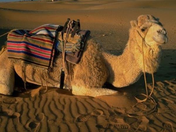 Suudi Arabistan zamannda Avustralya?dan deve ithalat yapmtr.