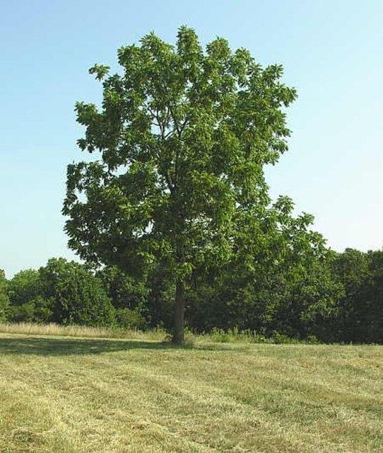 Ceviz aalarnn kkleri 50-75 metre derine kadar inebilmektedir.