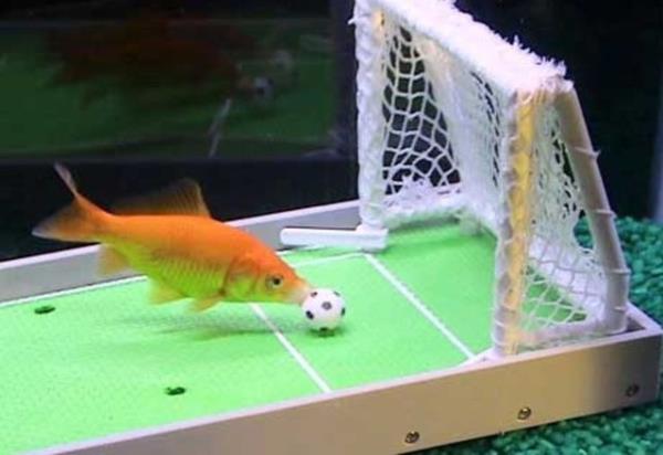 Guinness Rekorlar Kitab, imdiye kadar ktphanelerden en ok alnan kitap olma nvann kazand.