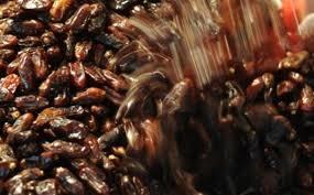 Hurma hafzay gelitiriyor,