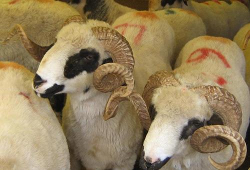 Kurbanlk hayvanlarda hayr vardr. (Hac-36)