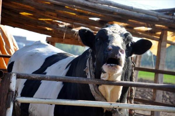 Bu konuda iddial olduunu ifade eden Grses, "Boamz, geen yl bin 640 kiloydu, imdi yaklak bin 870 kilo arlnda. Meslektalarmz kusura bakmasn, Trkiye'nin en byk boas orum'un Alaca ilesinden kyor. Bu konuda ok iddialym. Kim varsa 'hodri meydan' diyorum. Ankara'da ve stanbul'da ok yiit boalar olduunu duyuyoruz ama bizim boamz da burada. sterlerse gelsinler, tartabiliriz" diye konutu.