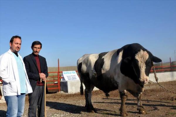 orum'da zel olarak yetitirilen ve "Tufan" ad verilen bin 870 kiloluk kurbanlk, 50 bin liralk sat fiyatyla alcsn bekliyor.