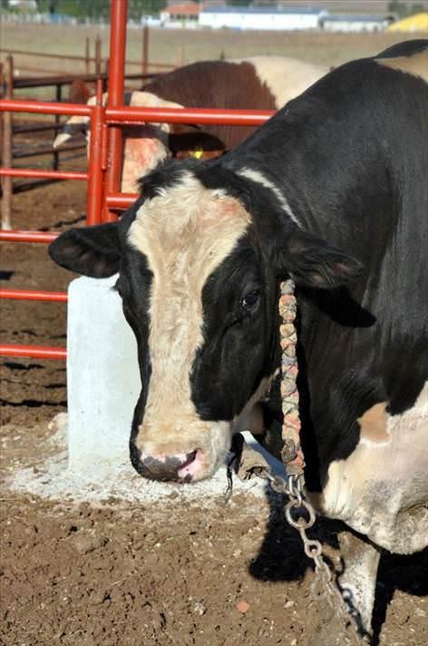 Tufan'n beslenmesine zen gsterdiklerini anlatan Grses, boann yemini veteriner hekim kontrolnde verdiklerini belirtti.
