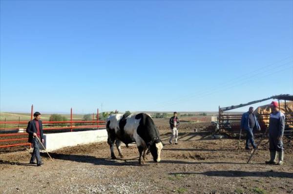 Sinirli ve hrn olduu iin boaya "Tufan" adn verdiklerini dile getiren Grses, Kurban Bayram'nn yaklamasyla "Tufan"n da taliplilerinde art yaandn syledi.