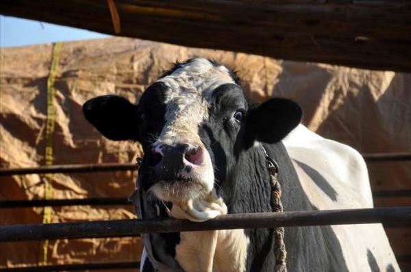 Alaca ilesinde besicilik yapan Mfit Grses tarafndan yetitirilen "Holstein" cinsi boa, hem fiyat hem de arlyla dikkati ekiyor. Byk bir zveriyle bakm yaplan ve Kurban Bayram'na sayl gnler kala 1 ton 870 kilograma ulaan "Tufan" adl boa, 50 bin liralk fiyatla sata sunuldu.