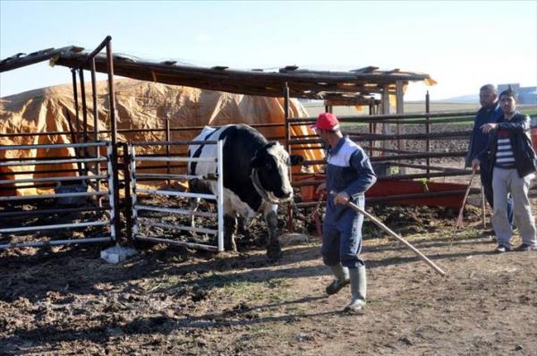 Tufan' 50 bin liradan sata kardn belirten Grses, "Tufan' almak isteyen ok. 50 bin liradan aaya vermeyi dnmyoruz. nk bu hayvann bir zellii, unvan var, Trkiye'nin en byk boas. Sadece boynundaki zinciri 16 kilogram arlnda. Ben, byle bir hayvan bulup alsam, 15 bin lira fazla para veririm" ifadelerini kulland.