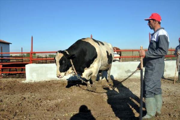 zel besi yntemleri uygulayarak yetitirdii ve birka yldr pazara kard hayvanlarla adndan sz ettiren besici Mfit Grses, AA muhabirine yapt aklamada, buzayken satn ald "holstein" cinsi boay iki yl boyunca ak besi yntemiyle yetitirdiini belirterek, Trkiye'nin en byk boasnn bu yl da orum'dan kacan savundu.