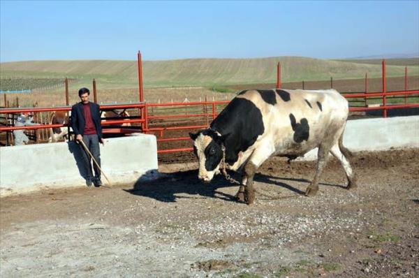 iftlikte besledii ve "Ylmaz" adn verdii bir boas daha bulunduunu vurgulayan Grses, "Adn 'Ylmaz' koyduumuz dier boamz da bin 300 kilogram arlnda. Ylmaz'n nmzdeki yl Kurban Bayram'nda iki tonu geeceine inanyorum. Onu da seneye satacaz inallah. ok ak sylyorum, gelecek yl daha iddialym. imdiden meslektalarma syleyeyim, hi heveslenmesinler" dedi.