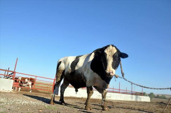 Veteriner hekim Ersen nar da "holstein krmas" bir tosun olan Tufan'n, gnde 20 kilogram yem tkettiini ifade ederek, "Tufan', zel rasyonlar ve hammaddeleri seerek besledik. Yksek enerjili yem yaptk. Yannda kaba yem takviyesi de verdik. Gnlk onar kilogramdan olmak zere iki nde 20 kilogram yem tketmekte. Yemin yan sra arpa ezmesi, saman ve yulaf da ilave ediliyor" ifadelerini kulland.