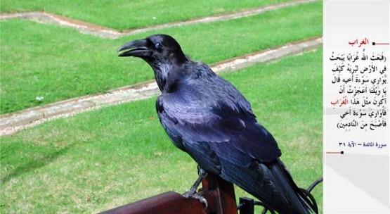 KARGA- "Derken Allah, kardeinin cesedini nasl gmeceini ona gstermek iin yeri eeleyen bir karga gnderdi. (Katil karde) "Yazklar olsun bana! u karga kadar da olamadm m ki, kardeimin cesedini gmeyim" dedi ve ettiine yananlardan oldu.&#8221; (el-Maide / 31)