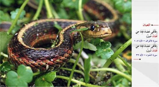 YILAN-&#8220;Bunun zerine Musa asasn yere att. O hemen apak bir ylan oluverdi!&#8221; (el-A&#8217;raf / 107) &#8220;Bunun zerine Musa assn atverdi; bir de ne grsnler, as apak bir ylan (oluvermi)!&#8221; (e-uara / 32)