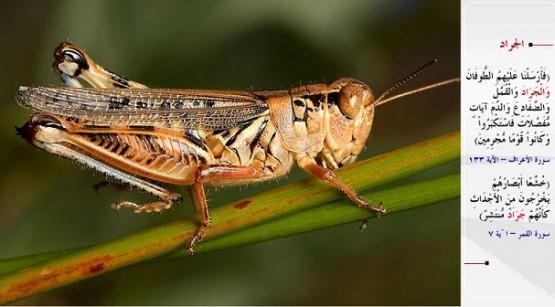 EKRGE- &#8220;Biz de ayr ayr mucizeler olarak onlarn zerine tufan, ekirgeler, bitler, kurbaalar ve kan gnderdik; yine de byklk tasladlar ve gnahkr bir kavim oldular.&#8221; (el-A&#8217;raf / 133) &#8220;Sanki etrafa yaylm ekirge srs gibi baklar perian (utantan yere bakar) bir halde kabirlerden karlar.&#8221; (el-Kamer / 7)