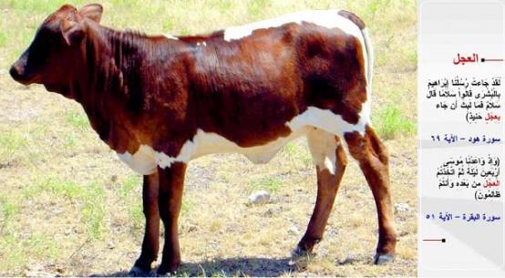 BUZAI-&#8220;Andolsun ki elilerimiz (melekler) brahim'e mjde getirdiler ve: "Selam (sana)" dediler. O da: "(Size de) selam" dedi ve hemen kzartlm bir buza getirdi.&#8221; (Hud / 69) &#8220;Musa'ya krk gece (vahyetmek zere) sz vermitik. Sonra hakszlk ederek buzay (tanr) edindiniz.&#8221; (el- Bakara / 51)