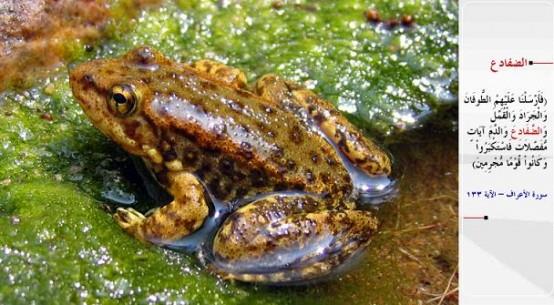 KURBAA- &#8220;Biz de ayr ayr mucizeler olarak onlarn zerine tufan, ekirgeler, bitler, kurbaalar ve kan gnderdik; yine de byklk tasladlar ve gnahkr bir kavim oldular.&#8221; (el-A&#8217;raf / 133)