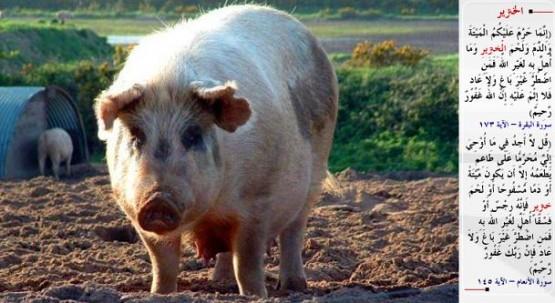 DOMUZ- &#8220;Allah size ancak ly (lei), kan, domuz etini ve Allah'tan bakas adna kesileni haram kld. Her kim bunlardan yemeye mecbur kalrsa, bakasnn hakkna saldrmadan ve haddi amadan bir miktar yemesinde gnah yoktur. phe yok ki Allah oka balayan oka esirgeyendir.&#8221; (el-Bakara / 173) &#8220;De ki: Bana vahyolunanda, le veya aktlm kan yahut domuz eti -ki pisliin kendisidir- ya da gnah ilenerek Allah'tan bakas adna kesilmi bir hayvandan baka, yiyecek kimseye haram klnm birey bulamyorum. Bakasna zarar vermemek ve snr amamak zere kim (bunlardan) yemek zorunda kalrsa bilsin ki Rabbin balayan ve esirgeyendir.&#8221; (el-En&#8217;am / 145)
