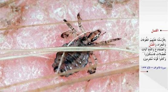 BT- &#8220;Biz de ayr ayr mucizeler olarak onlarn zerine tufan, ekirgeler, bitler, kurbaalar ve kan gnderdik; yine de byklk tasladlar ve gnahkr bir kavim oldular.&#8221; (el-A&#8217;raf / 133)