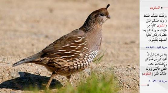BILDIRCIN- &#8220;Ve sizi bulutla glgeledik, size kudret helvas ve bldrcn gnderdik ve "Verdiimiz gzel nimetlerden yiyiniz" (dedik). Hakikatte onlar bize deil sadece kendilerine ktlk ediyorlard.&#8221; (el-Bakara / 57) &#8220;Ey srailoullar! Sizi dmannzdan kurtardk; Tr'un sa tarafna (gelmeniz iin) size vde tandk ve size kudret helvas ile bldrcn eti ltfettik.&#8221; (TA-HA / 80)