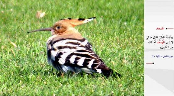 HDHD- &#8220;(Sleyman) kular gzden geirdi ve yle dedi: Hdhd' niin gremiyorum? Yoksa kayplara m kart?&#8221; (en-Neml / 20)