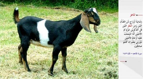 KE- &#8220;(Dii ve erkek olarak) sekiz e yaratt: Koyundan iki, keiden iki... De ki: O, bunlarn erkeklerini mi, diilerini mi, yoksa bu iki diinin rahimlerinde bulunan yavrular m haram etti? Eer doru iseniz bana ilimle syleyin.&#8221; (el-En&#8217;am / 143)