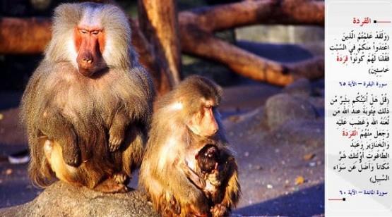 MAYMUN- &#8220;inizden cumartesi gn yasan ineyenleri elbette bilirsiniz. te bundan dolay onlara "sefil maymunlar olun!" dedik.&#8221; (el-Bakara / 65) &#8220;De ki: "Allah katnda cezaya arptrlma bakmndan bunlardan daha ktsn size haber vereyim mi? Allah, kimlere lanet etmi ve gazabna uratmsa; kimlerden maymunlar, domuzlar ve eytana tapanlar yapmsa, ite bunlarn makam daha ktdr ve onlar dz yoldan daha ok sapmlardr".&#8221; (el-Maide / 60)