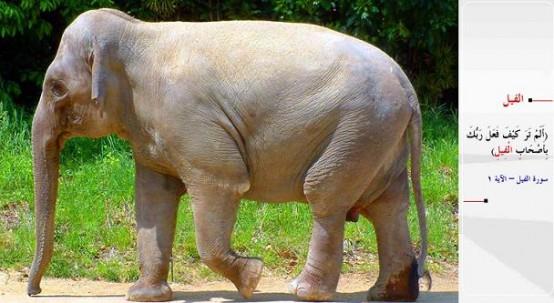 FL- &#8220;Grmedin mi Rabb'in fil sahiplerine ne yapt?&#8221; (Fil / 1)