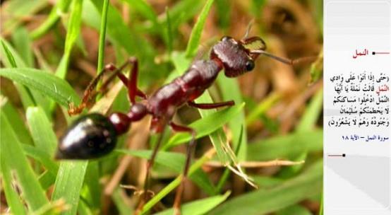 KARINCA- &#8220;Nihayet Karnca vdisine geldikleri zaman, bir karnca: Ey karncalar! Yuvalarnza girin; Sleyman ve ordusu farkna varmadan sizi ezmesin! dedi.&#8221; (en-Neml / 18)