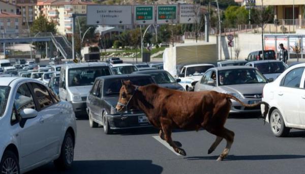 Kurban Bayramna sayl gnler kala hayvan pazarlarndan veya kesim annda sahibinin elinden kaan bykba hayvanlar ve onlar yakalama abalar bayramn olaan grntleri arasnda yer almaya balad. Ortal birbirine katan ?kaak kurbanlklar? gemite yaanan kovalamacalar da akllara getirdi. Ankara'da sahiplerinin elinden kaan dana protokol yolu olarak bilinen havaalan yoluna kt. Trafikte seyir halindeki arabalarn arasndan evre yoluna kan dana uzun uralar sonucu uyuturucu ine yardmyla yakaland.